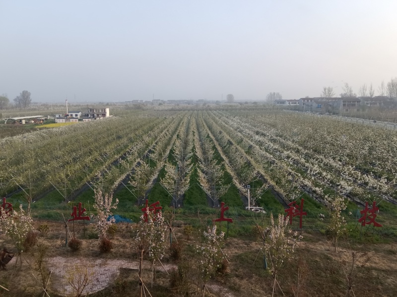 产地秋月梨，酥梨