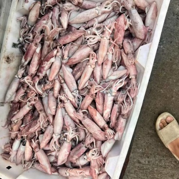 小鱿量大
