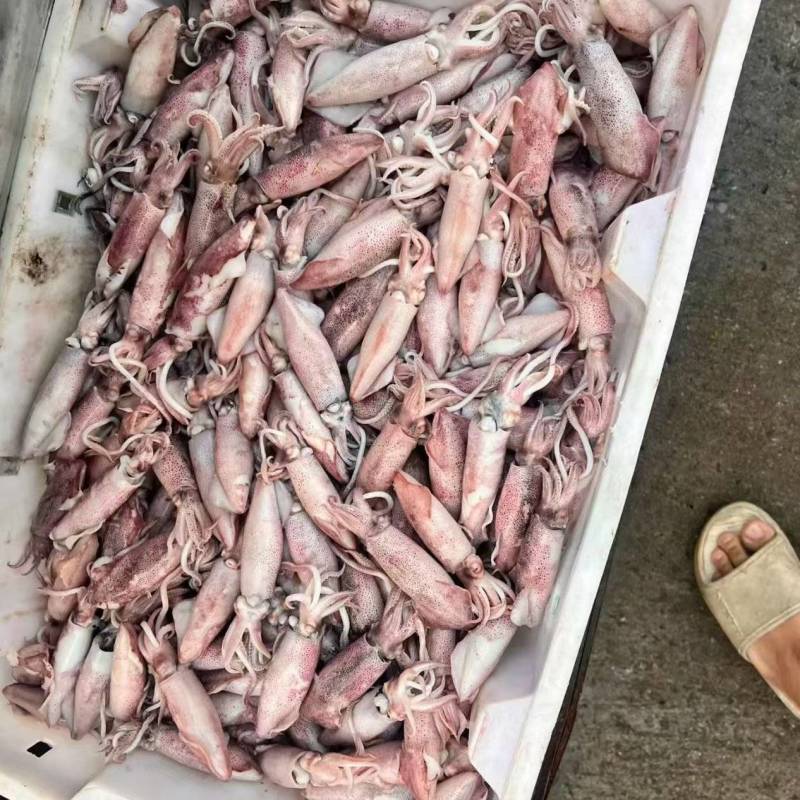 小鱿量大