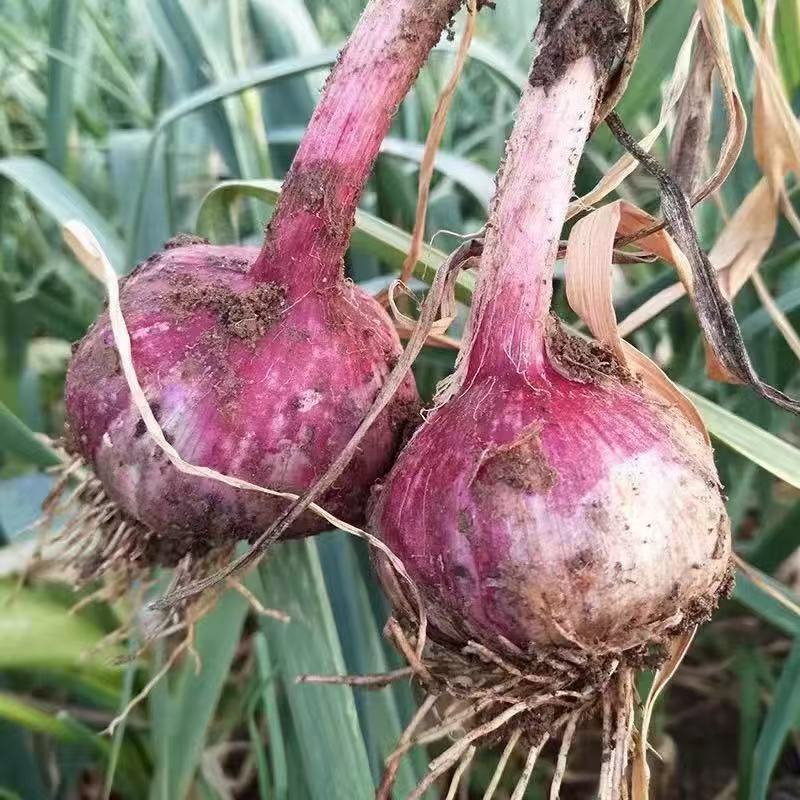 新鲜紫皮大蒜农田地直发大量批发量大优惠