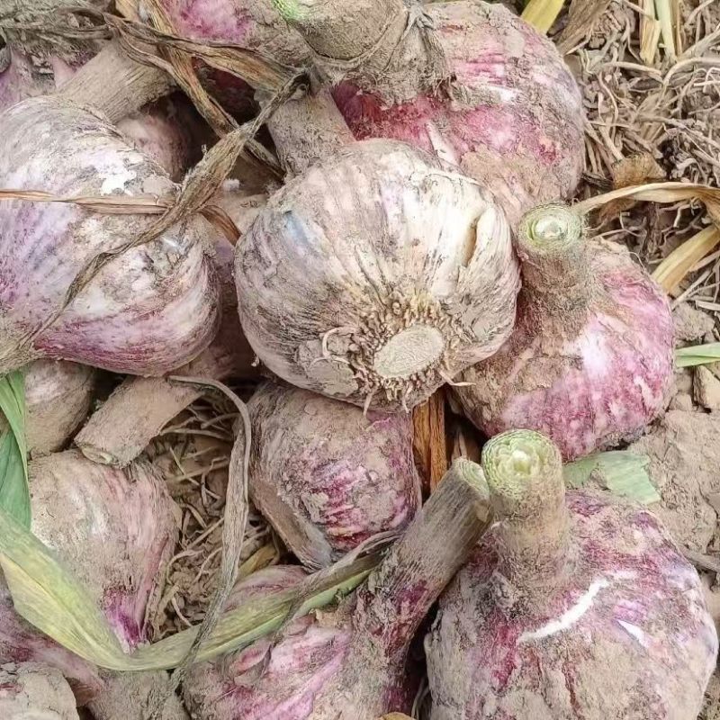 新鲜紫皮大蒜农田地直发大量批发量大优惠