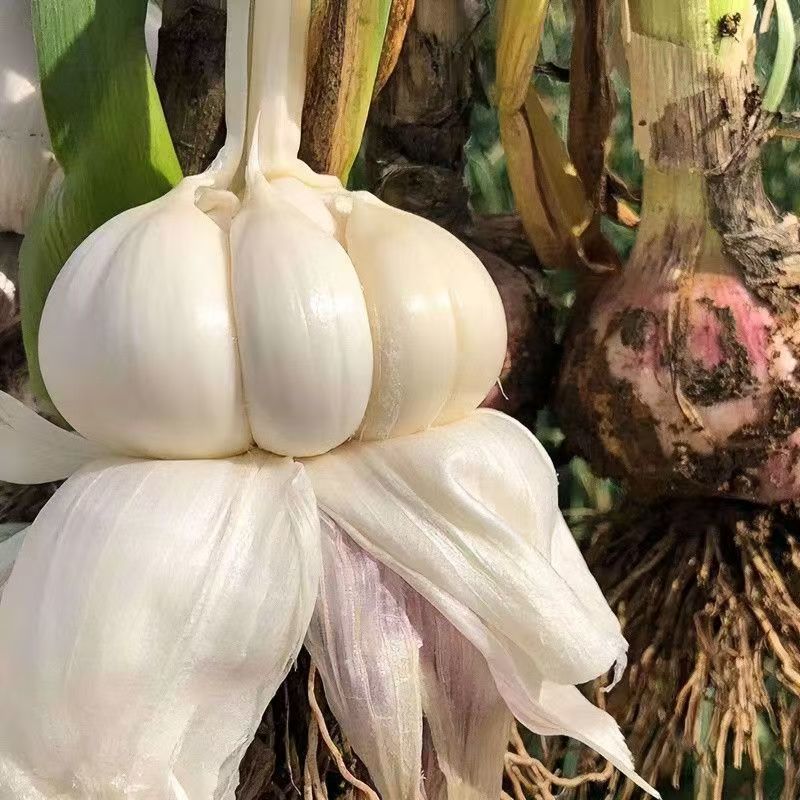 新鲜紫皮大蒜农田地直发大量批发量大优惠