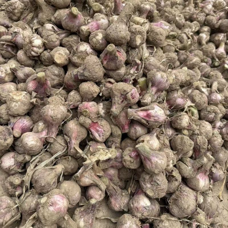 新鲜紫皮大蒜农田地直发大量批发量大优惠