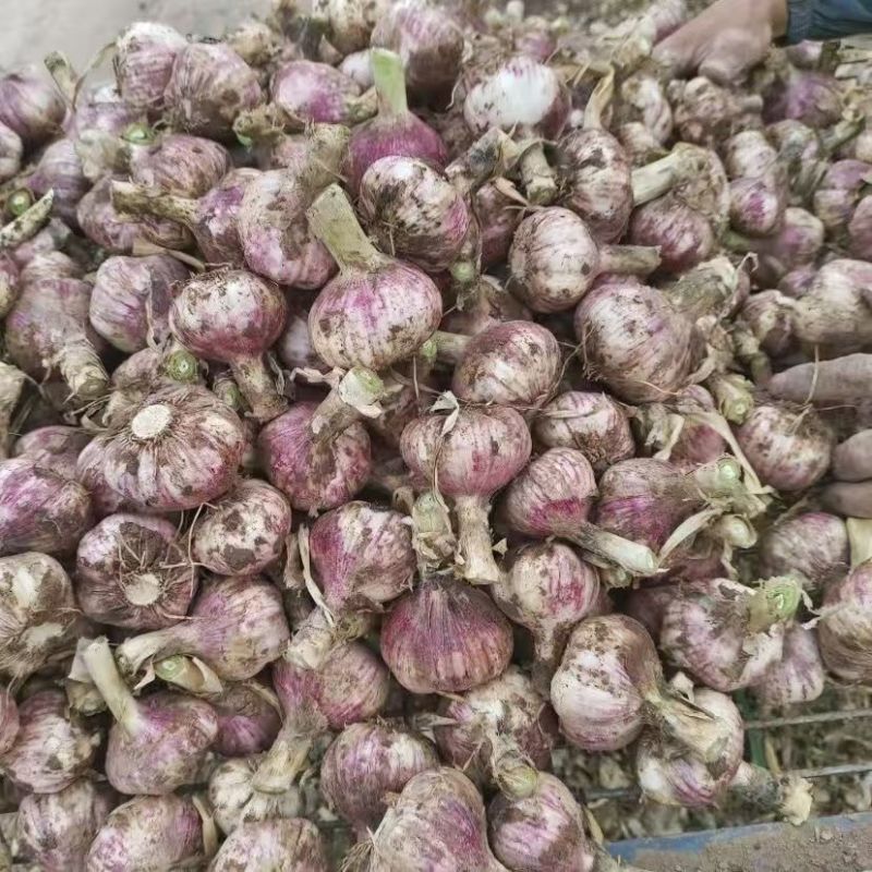 新鲜紫皮大蒜农田地直发大量批发量大优惠