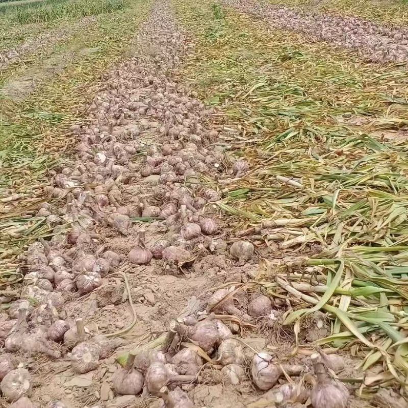 新鲜紫皮大蒜农田地直发大量批发量大优惠