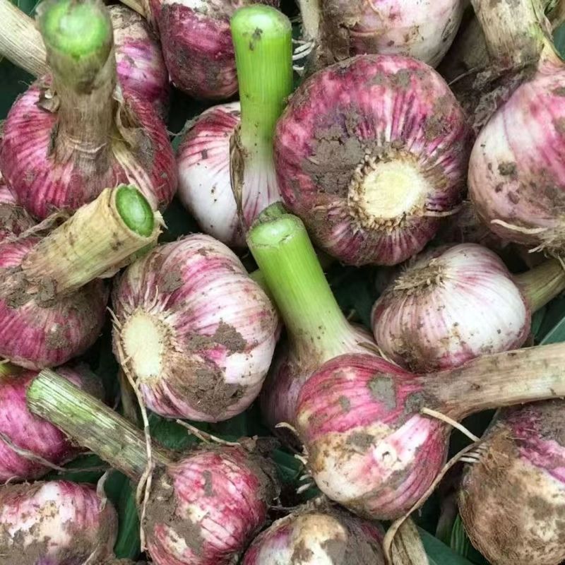 新鲜紫皮大蒜农田地直发大量批发量大优惠