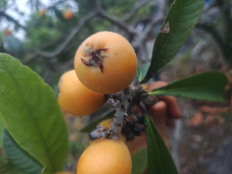 当季水果枇杷现摘现发
