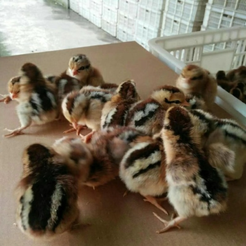 瑶鸡苗黑瑶鸡苗红瑶鸡苗厂家直销包运输包成活