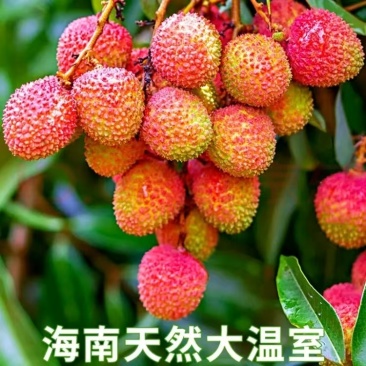 海南妃子笑荔枝