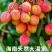海南妃子笑荔枝
