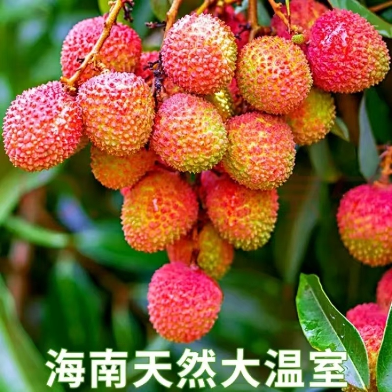 海南妃子笑荔枝