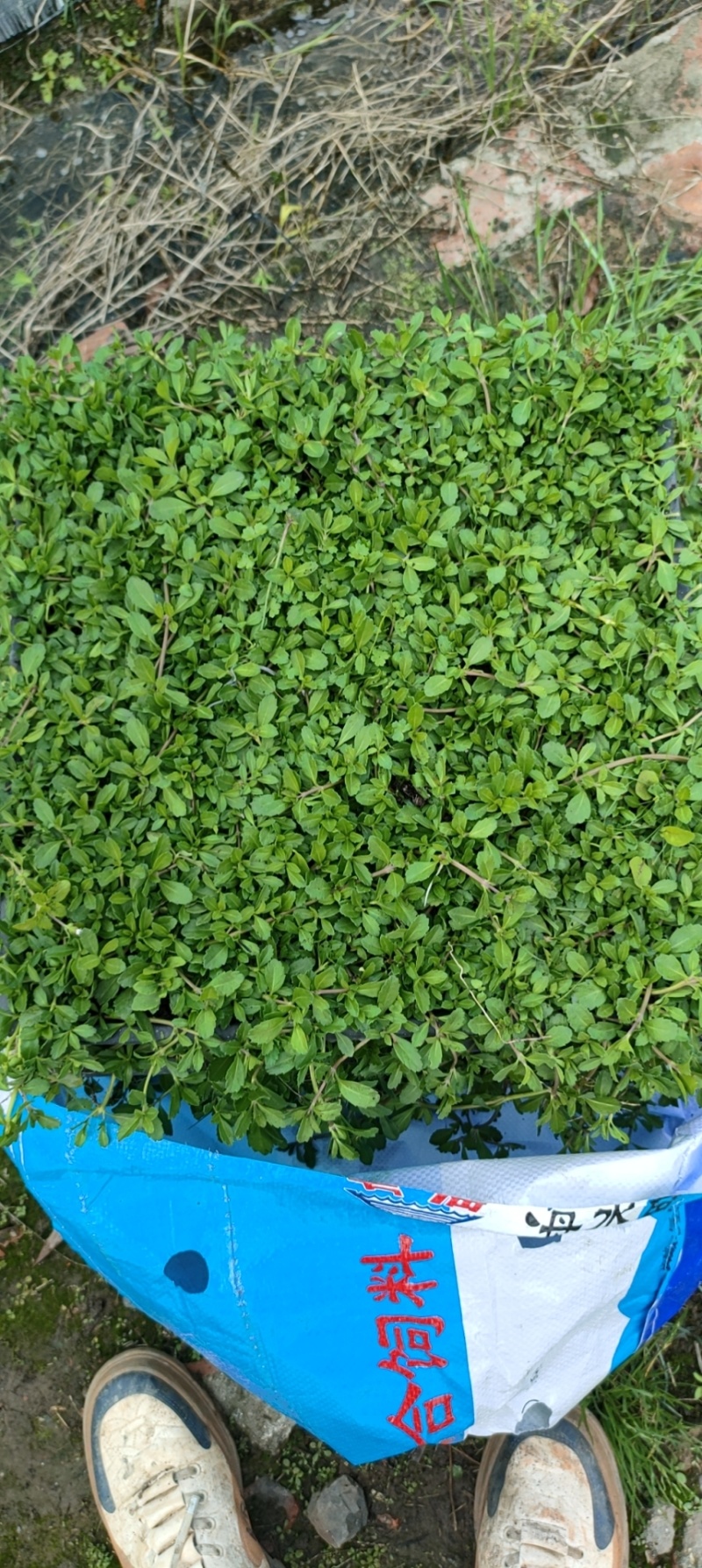 姬岩垂草
