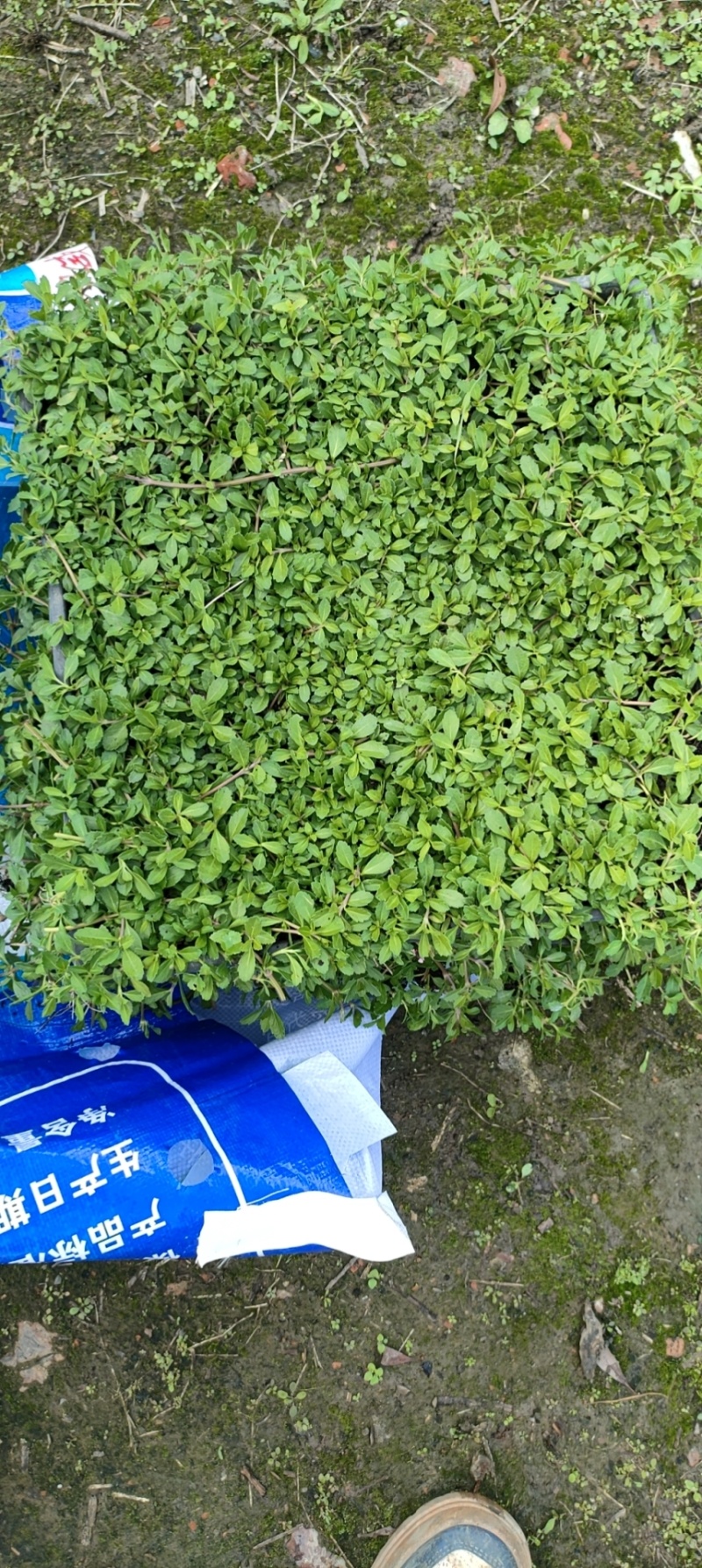 姬岩垂草