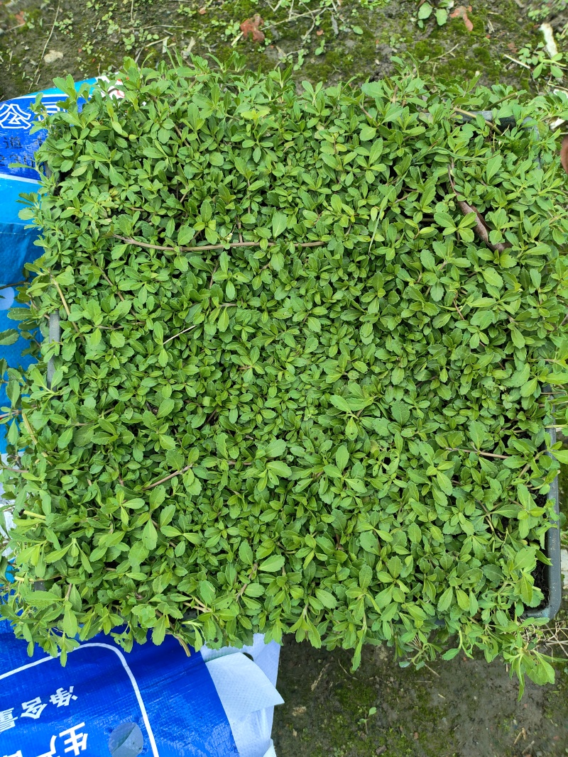 姬岩垂草
