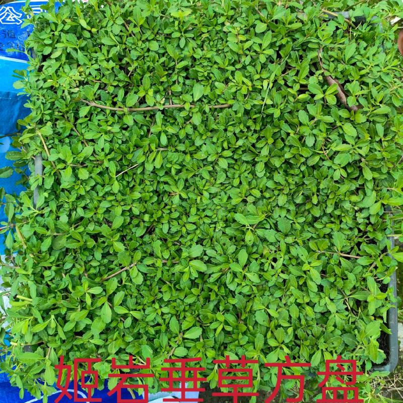 姬岩垂草