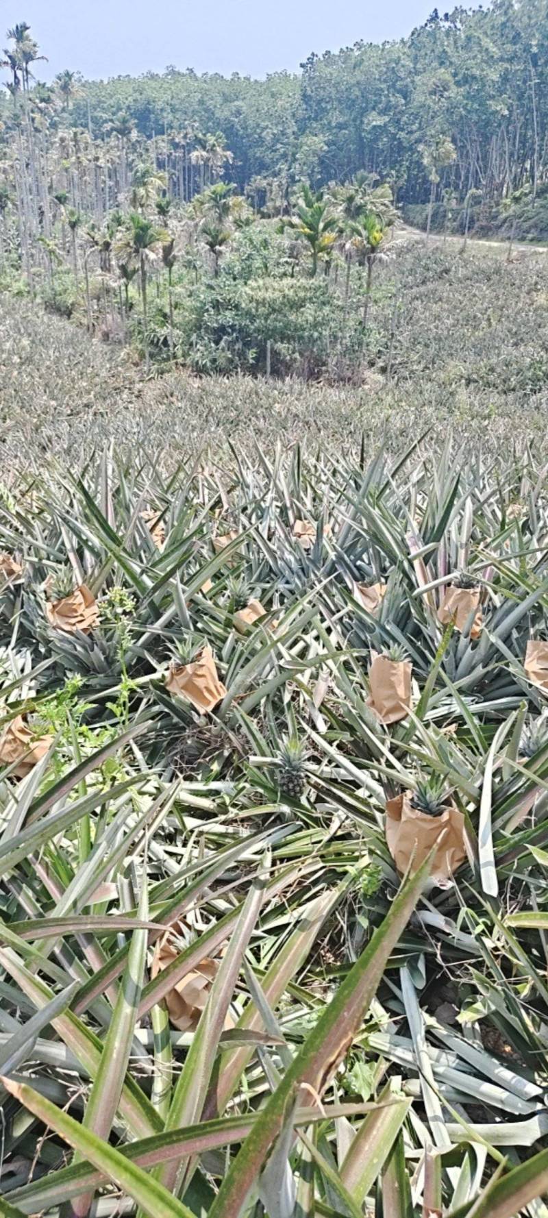 海南冬密凤梨采摘出货，欢迎光临