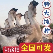 狮头鹅苗潮汕狮头鹅包邮包活厂家直销