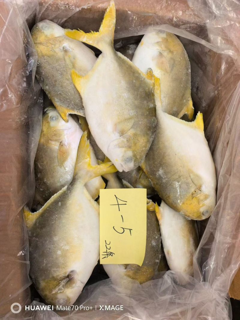 金鲳鱼，金仓鱼，仓鱼，银鲳鱼，鲳鱼，养殖金鲳鱼，
