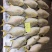 金鲳鱼，金仓鱼，仓鱼，银鲳鱼，鲳鱼，养殖金鲳鱼，