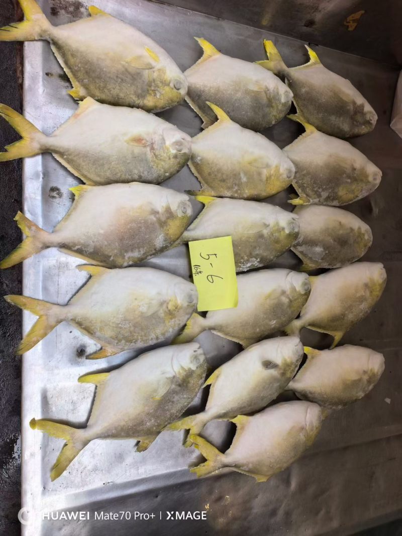 金鲳鱼，金仓鱼，仓鱼，银鲳鱼，鲳鱼，养殖金鲳鱼，