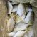 金鲳鱼，金仓鱼，仓鱼，银鲳鱼，鲳鱼，养殖金鲳鱼，