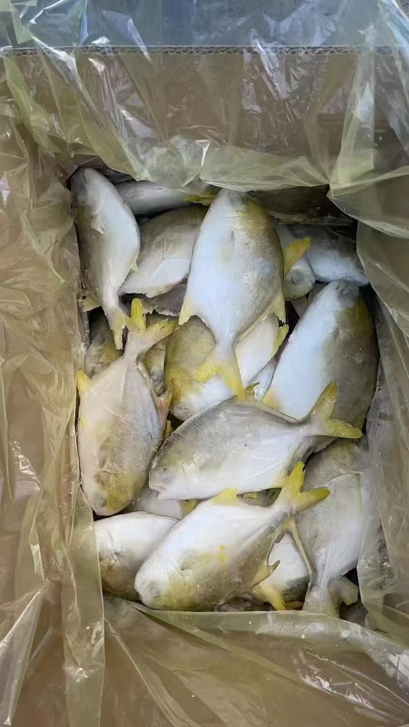 金鲳鱼，金仓鱼，仓鱼，银鲳鱼，鲳鱼，养殖金鲳鱼，