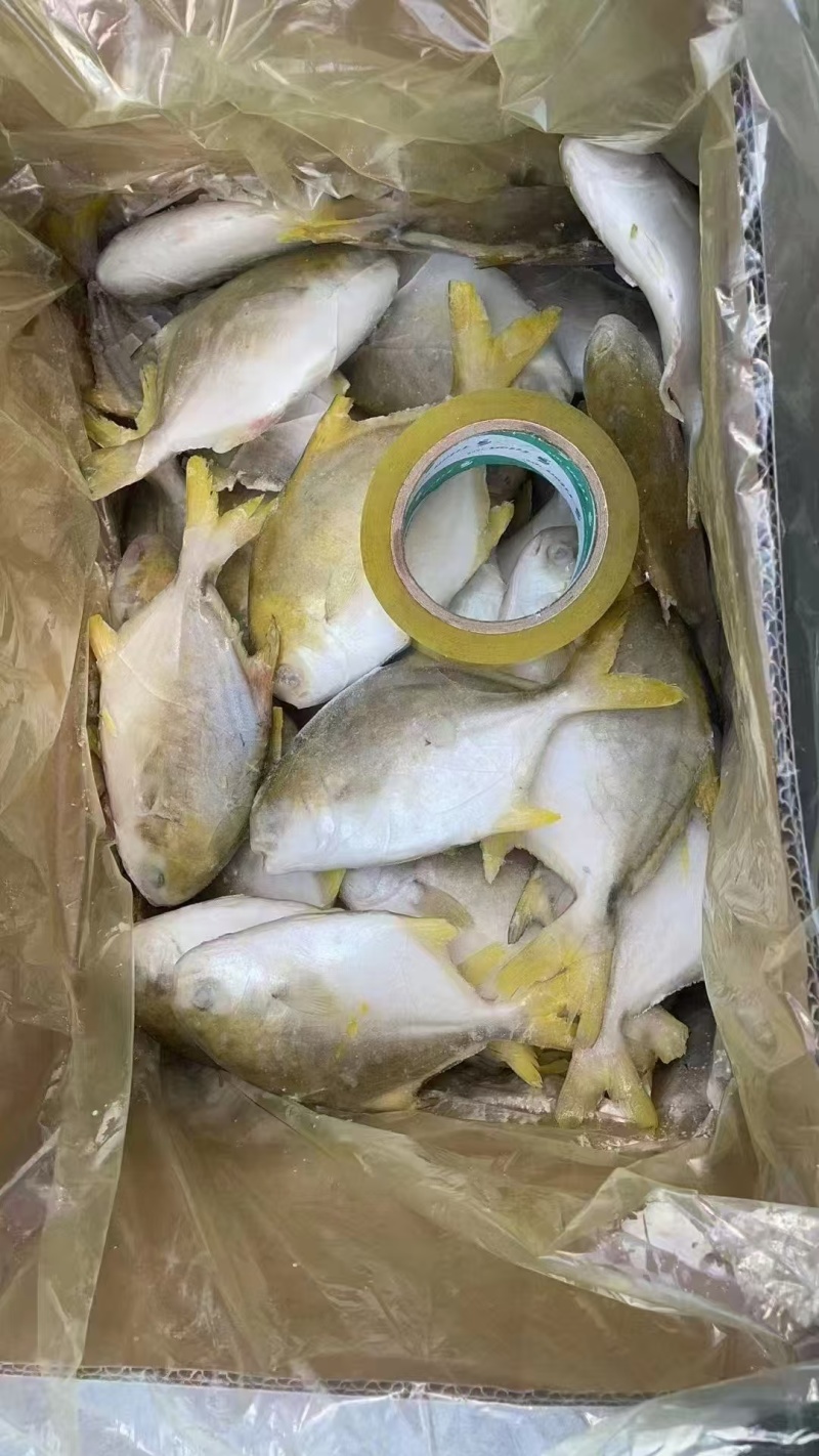 金鲳鱼，金仓鱼，仓鱼，银鲳鱼，鲳鱼，养殖金鲳鱼，
