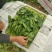 辽宁菠菜精品大叶菠菜全国发货对接电商市场商超
