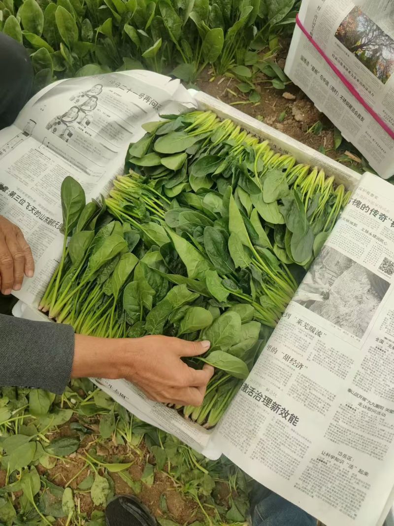 辽宁菠菜精品大叶菠菜全国发货对接电商市场商超