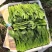辽宁菠菜精品大叶菠菜全国发货对接电商市场商超
