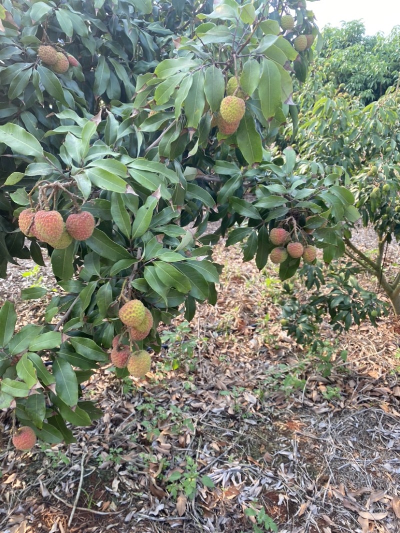 正宗荔枝新鲜上市，果肉饱满超甜