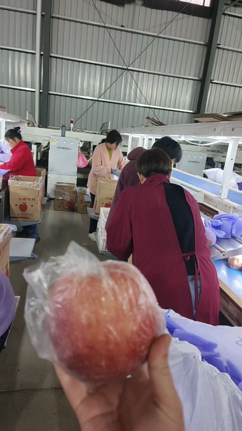 苹果品质保证服务周到产地直发价格美丽欢迎联系沟通