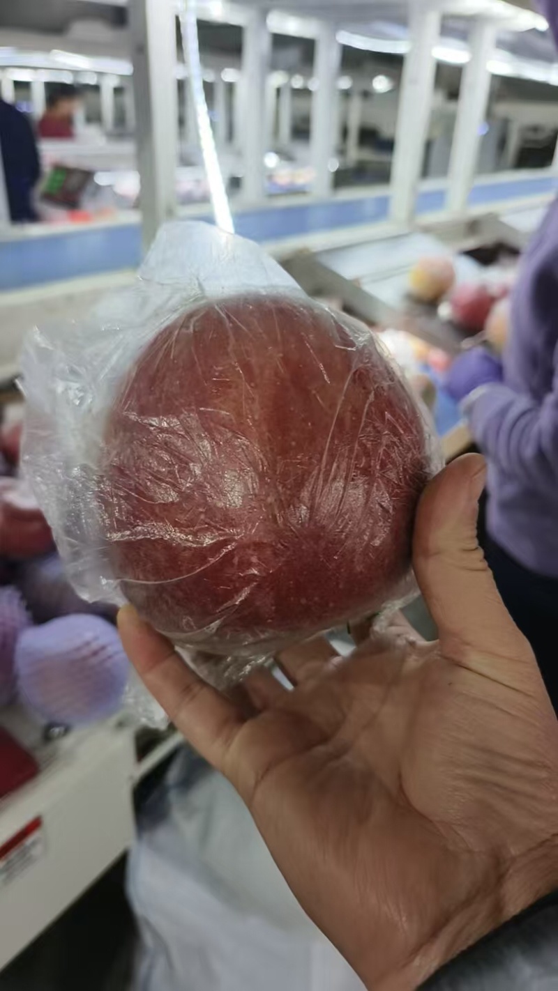 苹果品质保证服务周到产地直发价格美丽欢迎联系沟通