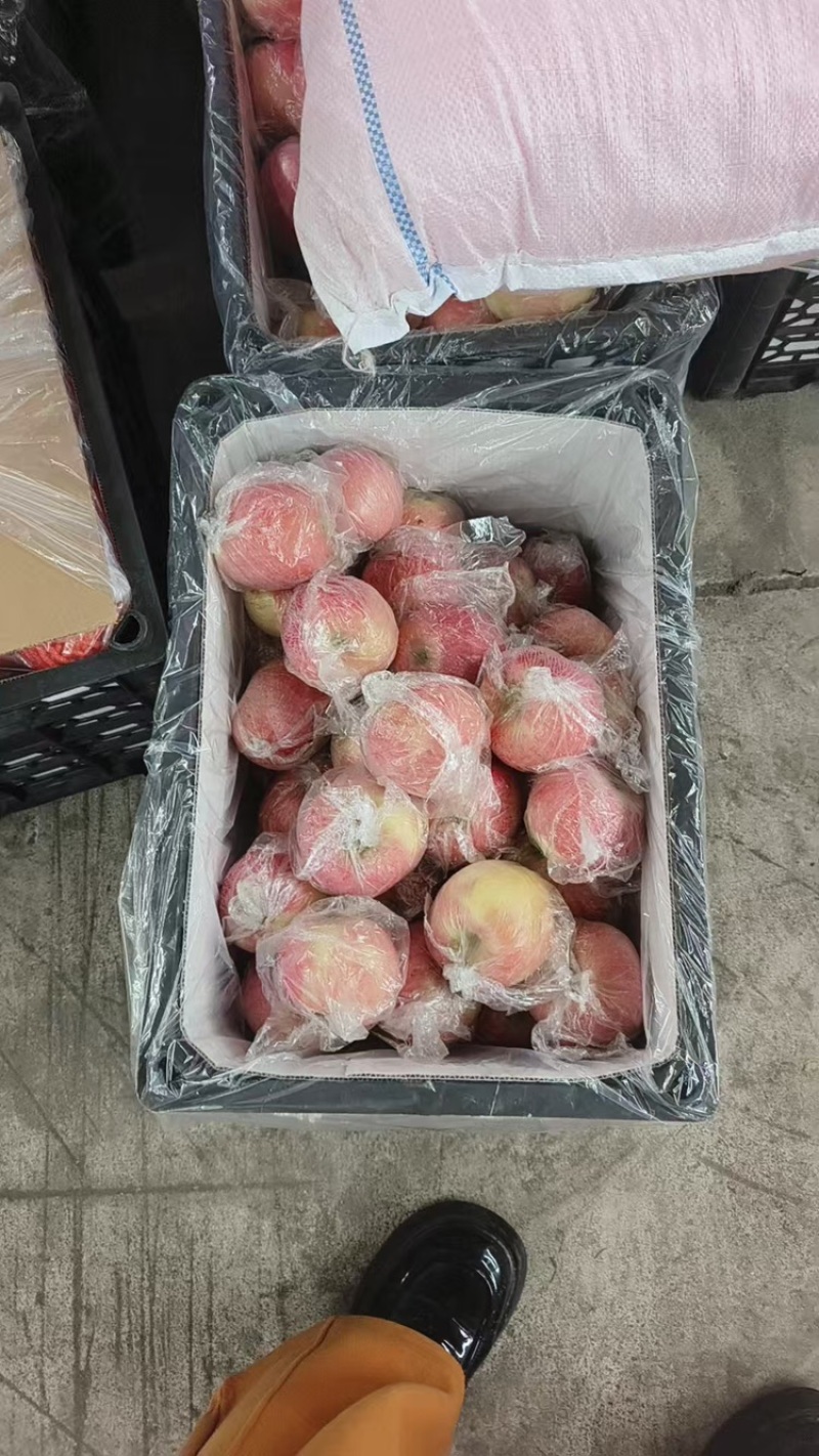 苹果品质保证服务周到产地直发价格美丽欢迎联系沟通