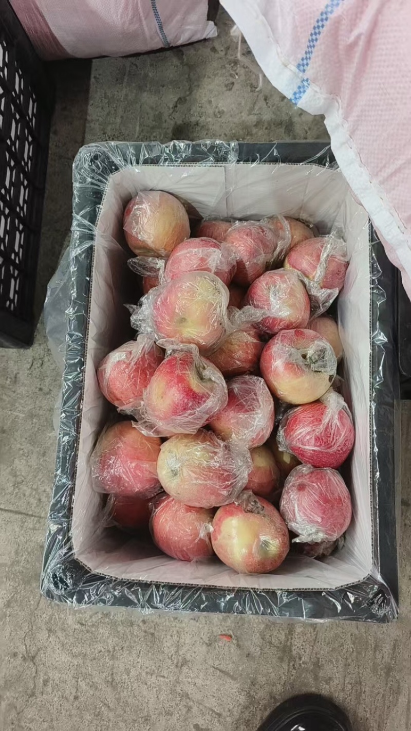 苹果品质保证服务周到产地直发价格美丽欢迎联系沟通