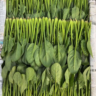 精品菠菜大叶菠菜对接可视频看货规格多样协助装车