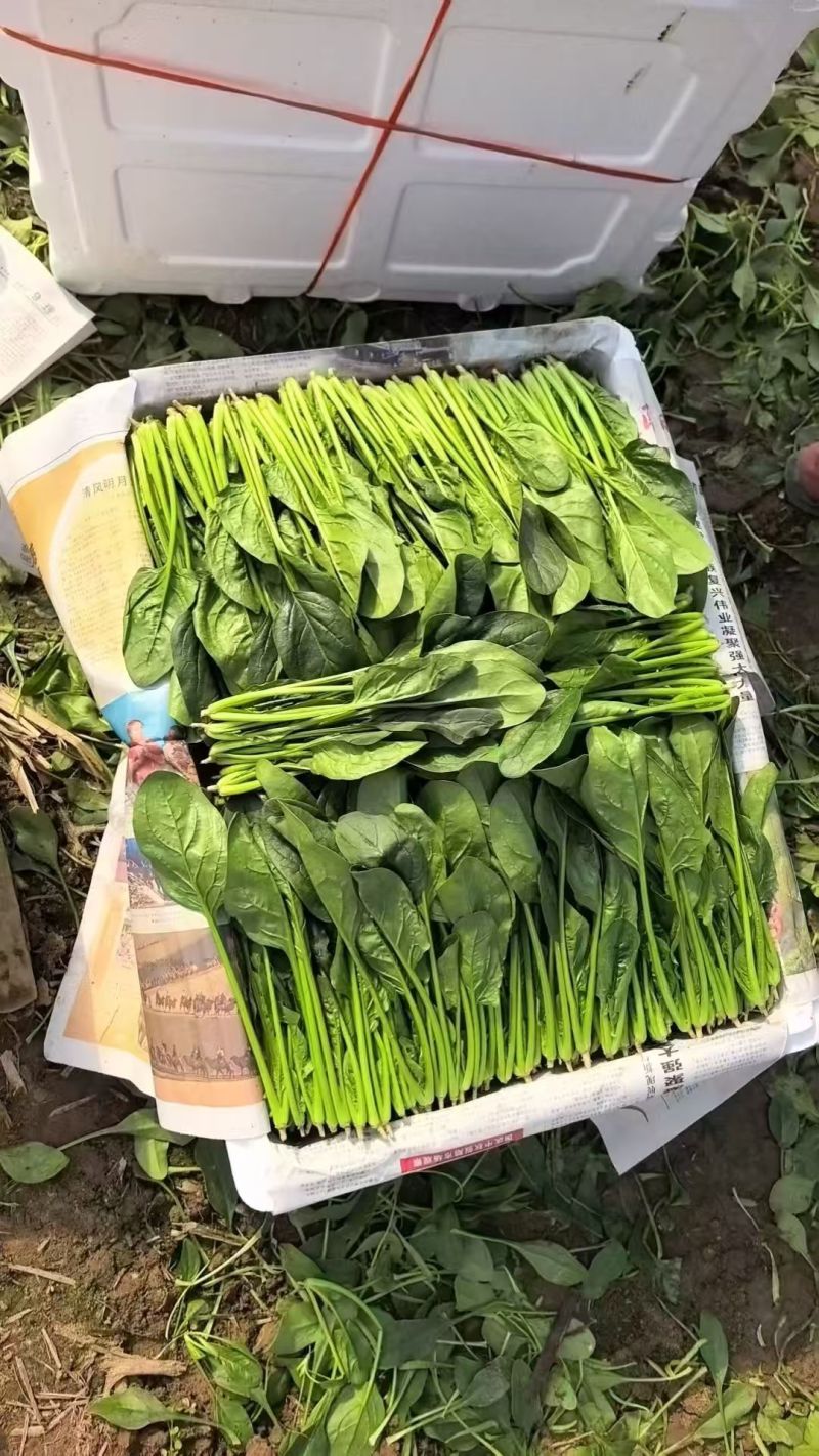 精品菠菜大叶菠菜对接可视频看货规格多样协助装车