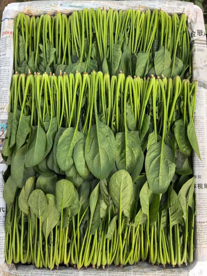 精品菠菜大叶菠菜对接可视频看货规格多样协助装车