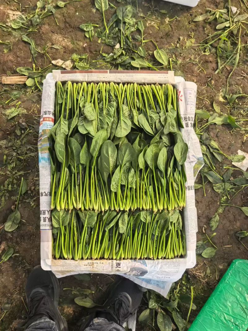 精品菠菜大叶菠菜对接可视频看货规格多样协助装车