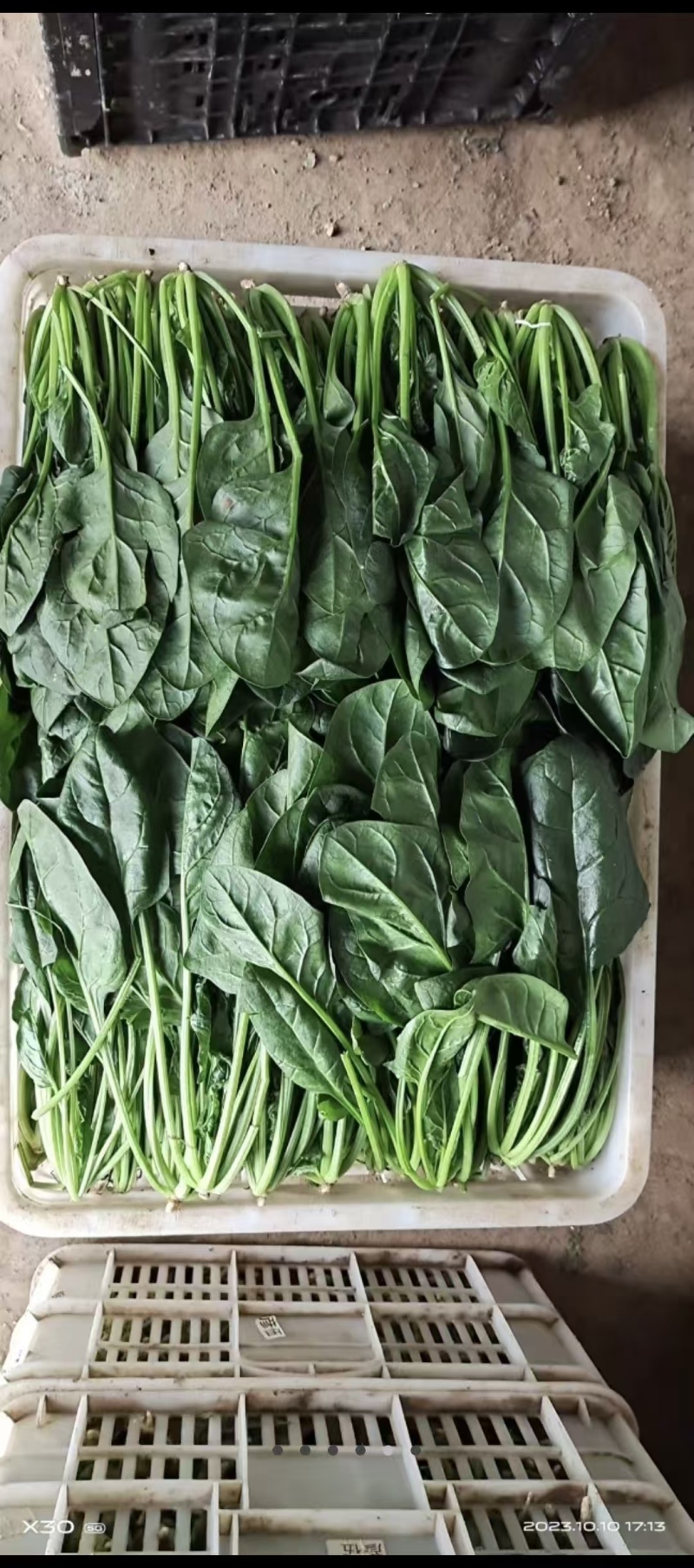 精品菠菜大叶菠菜对接可视频看货规格多样协助装车