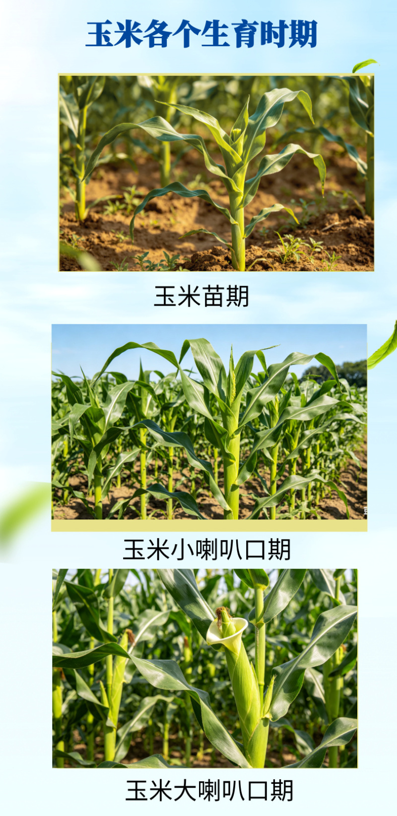 玉米专用大量元素液体氮肥水溶肥叶面喷施缓释补氮追肥