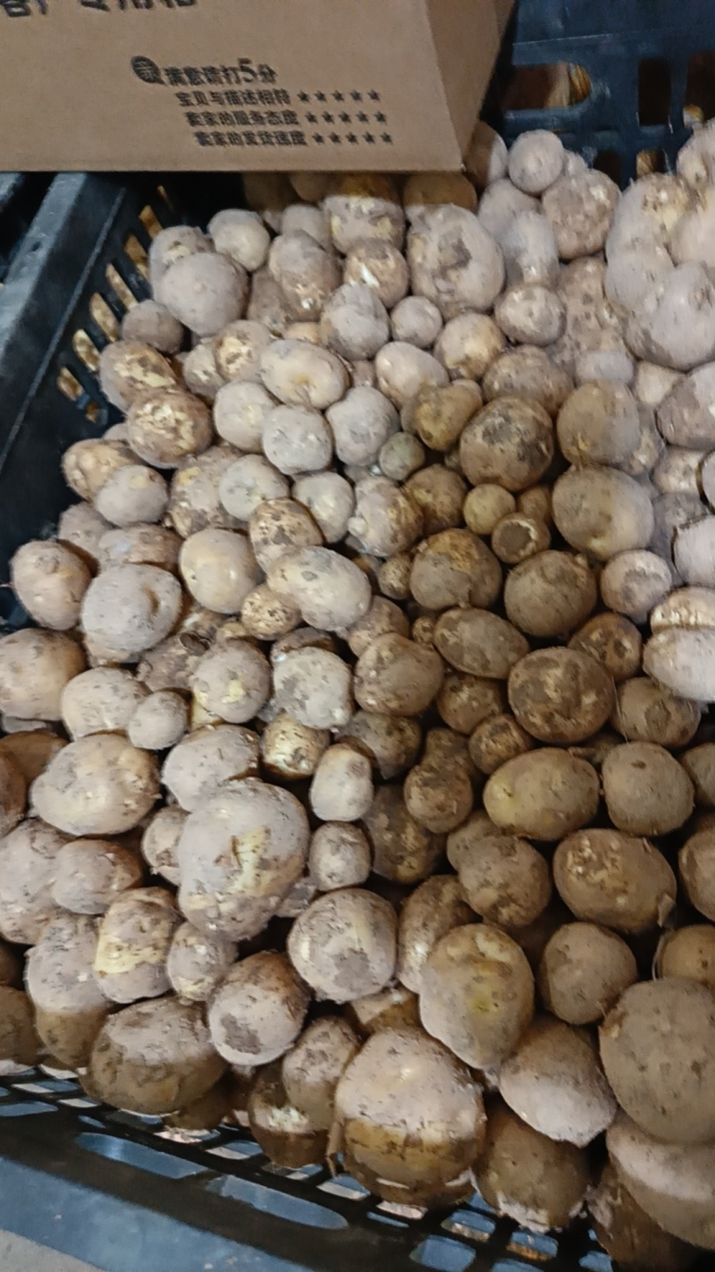 恩施马尔科土豆
