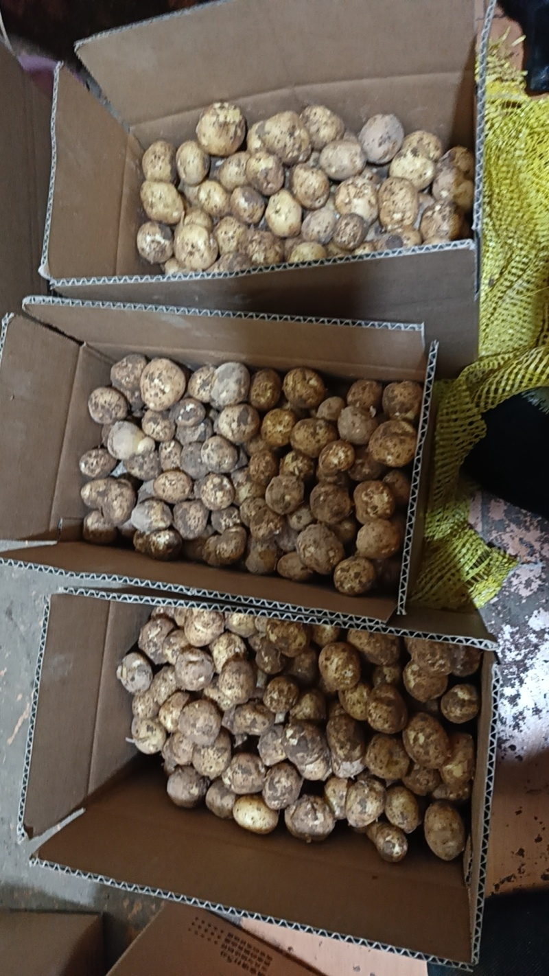 恩施马尔科土豆