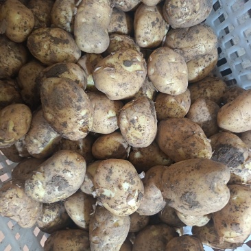 恩施马尔科土豆