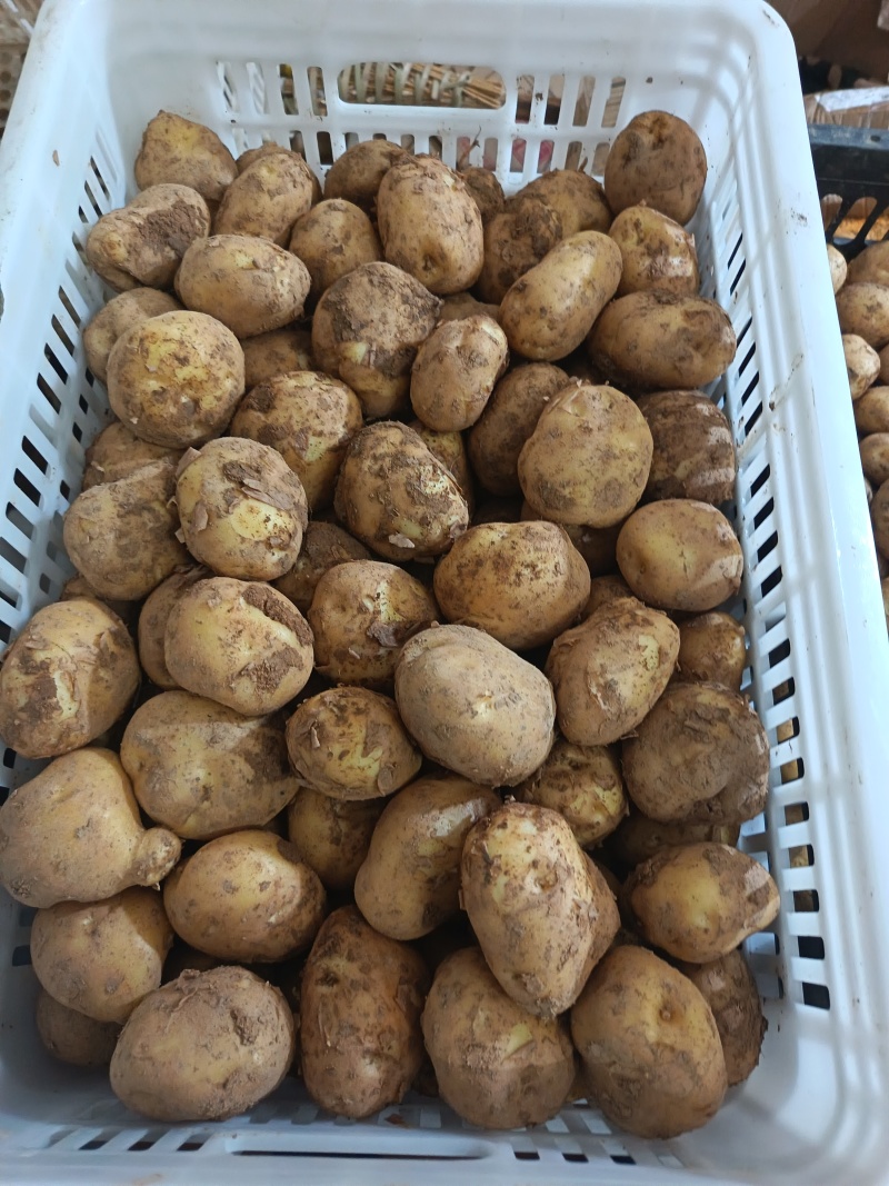 恩施马尔科土豆