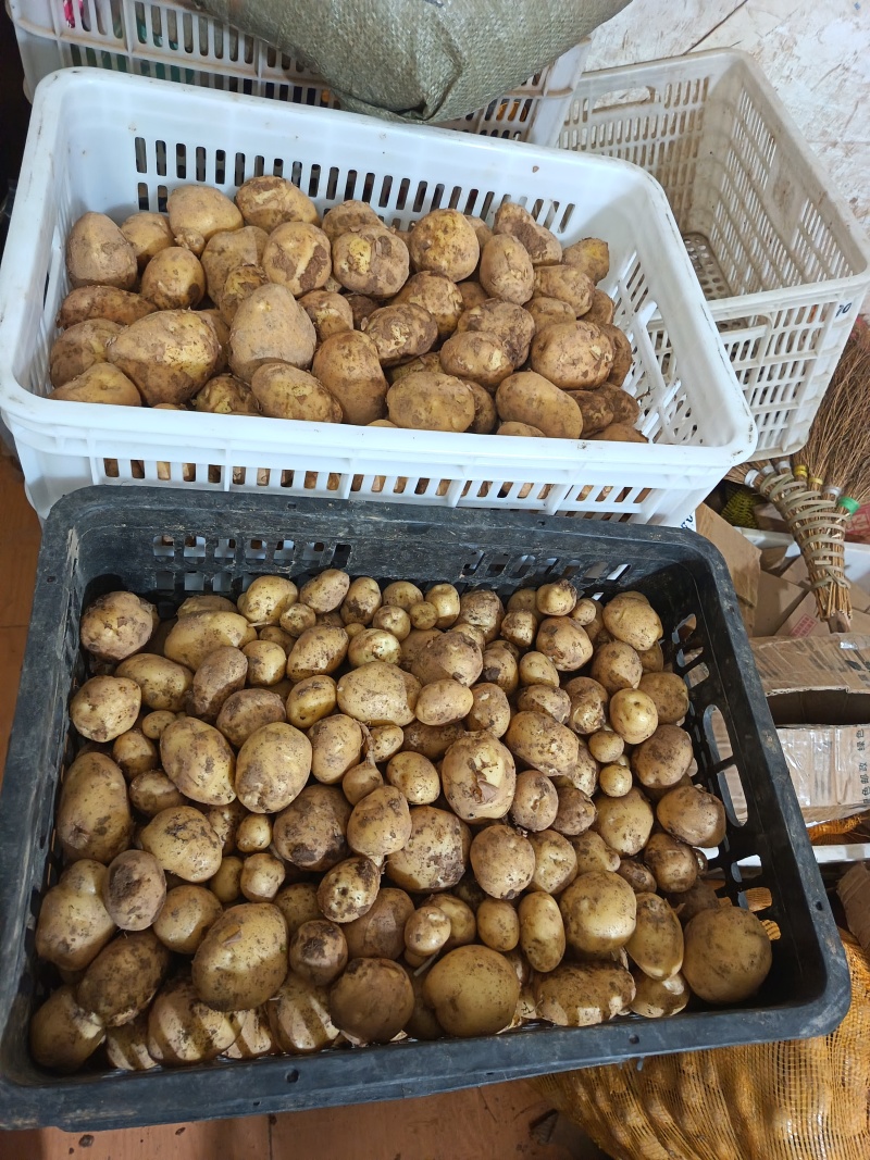 恩施马尔科土豆