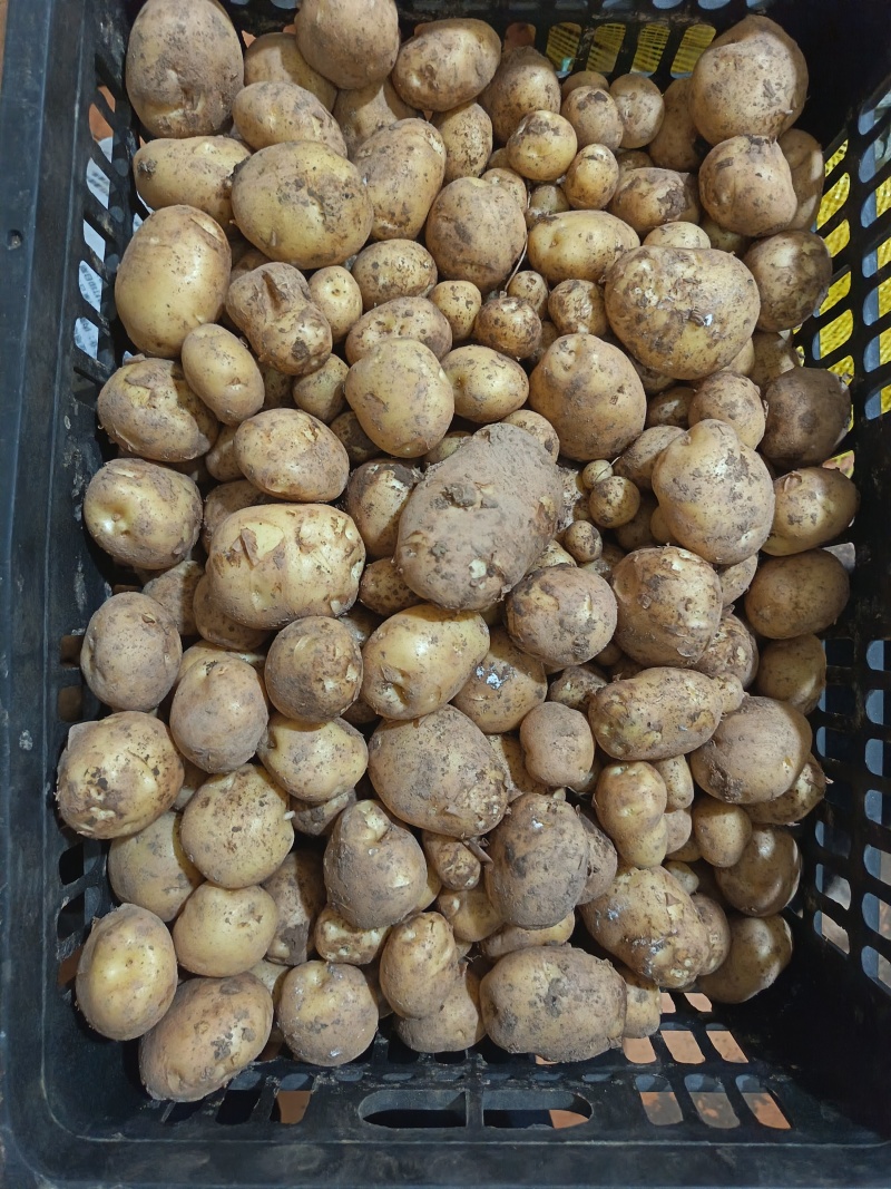 恩施马尔科土豆