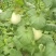 玉菇甜瓜