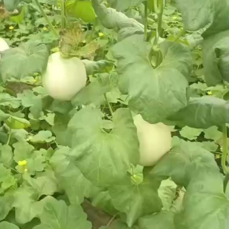 玉菇甜瓜