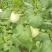 玉菇甜瓜